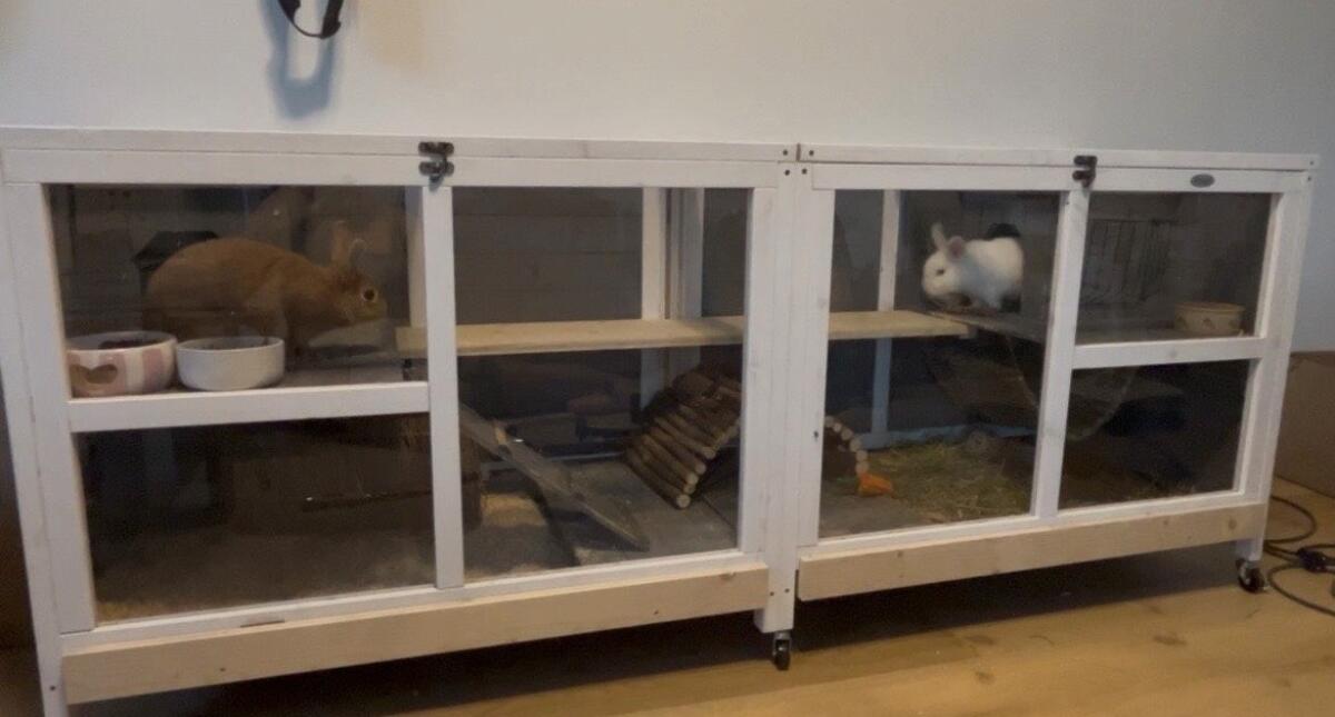 Zwergkaninchen männlich kastriert 2