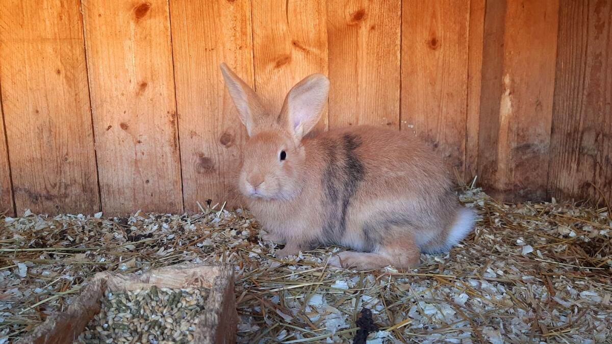 Japaner Mischling Kaninchen 2