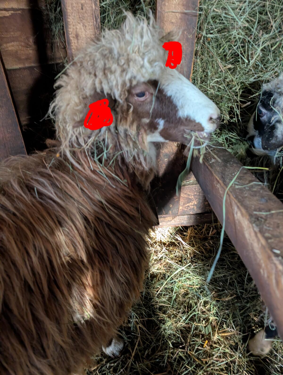 Krainer Steinschafe Herde 2