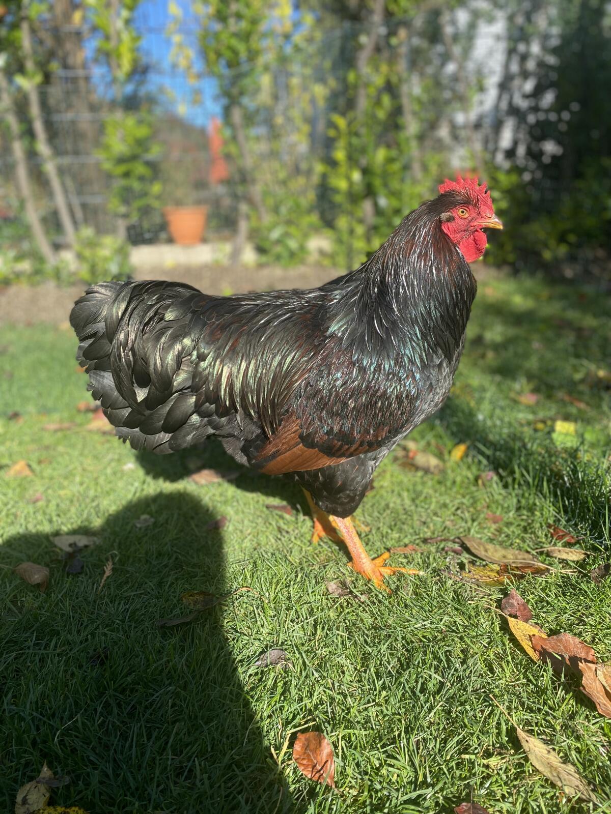 Barnevelder Hahn – 7 Monate alt 3