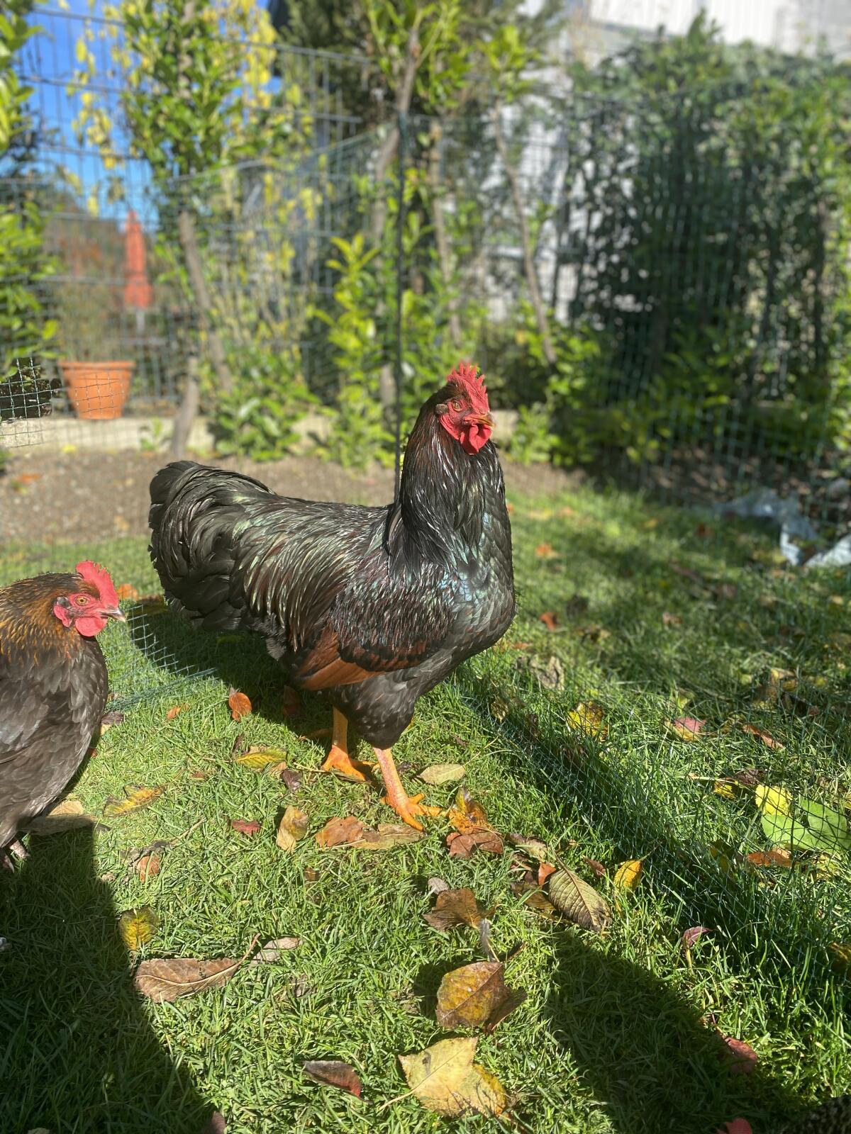 Barnevelder Hahn – 7 Monate alt 3