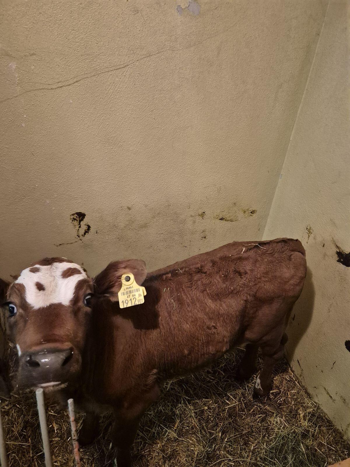 Stierkalb Bio Fleckvieh 1