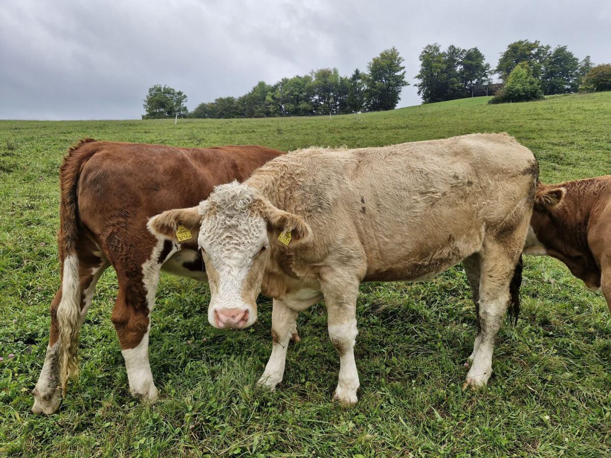 Trächtige Bio Kalbin 1