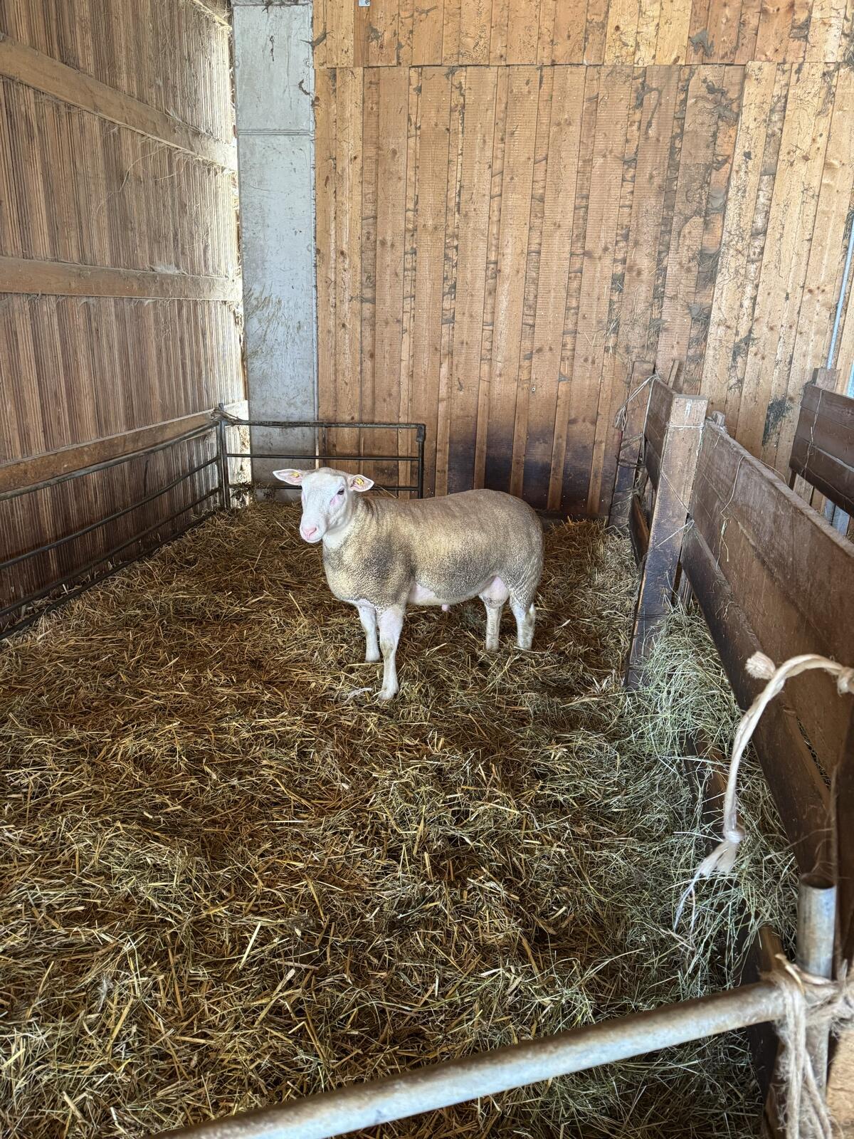 Berrichon Zuchtwidder 2