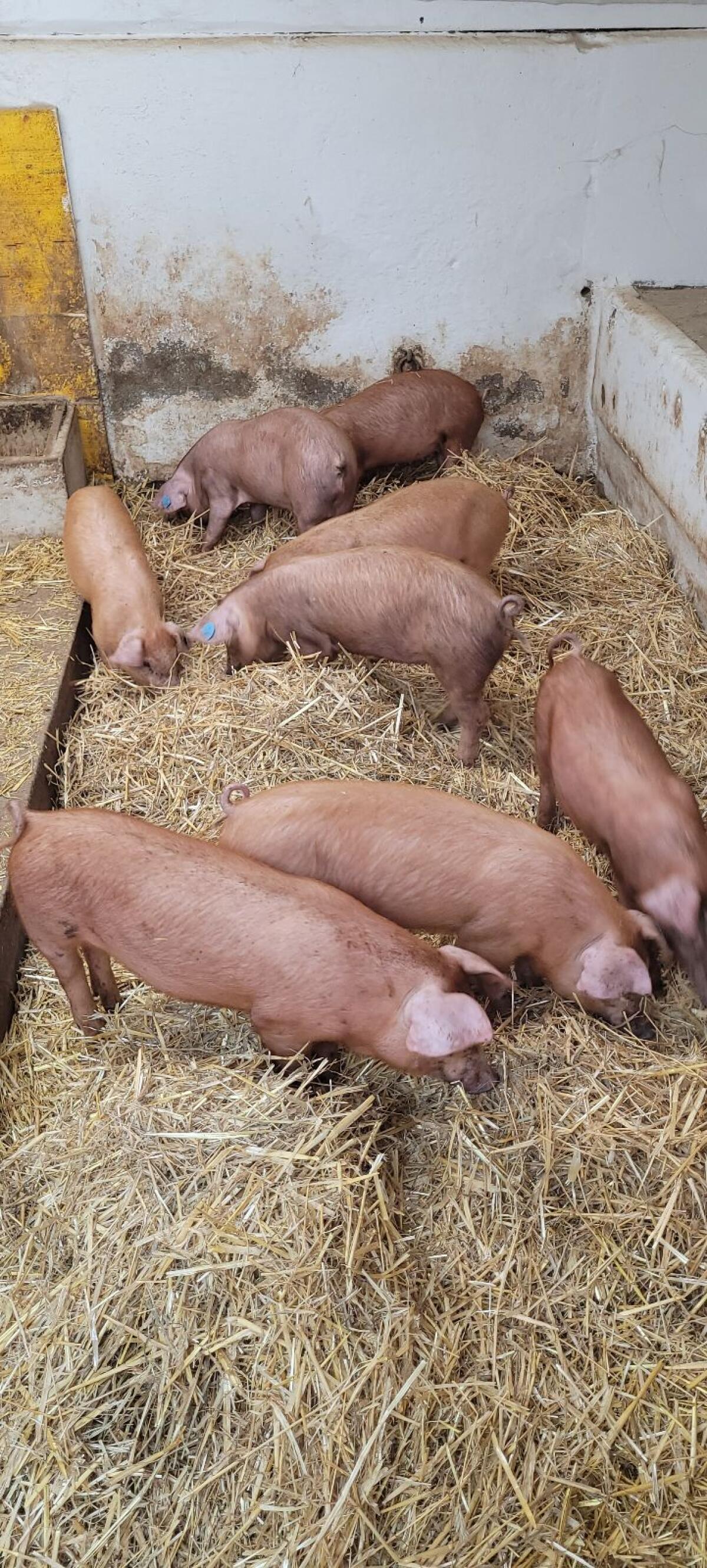 Ferkel Duroc x Pit 1