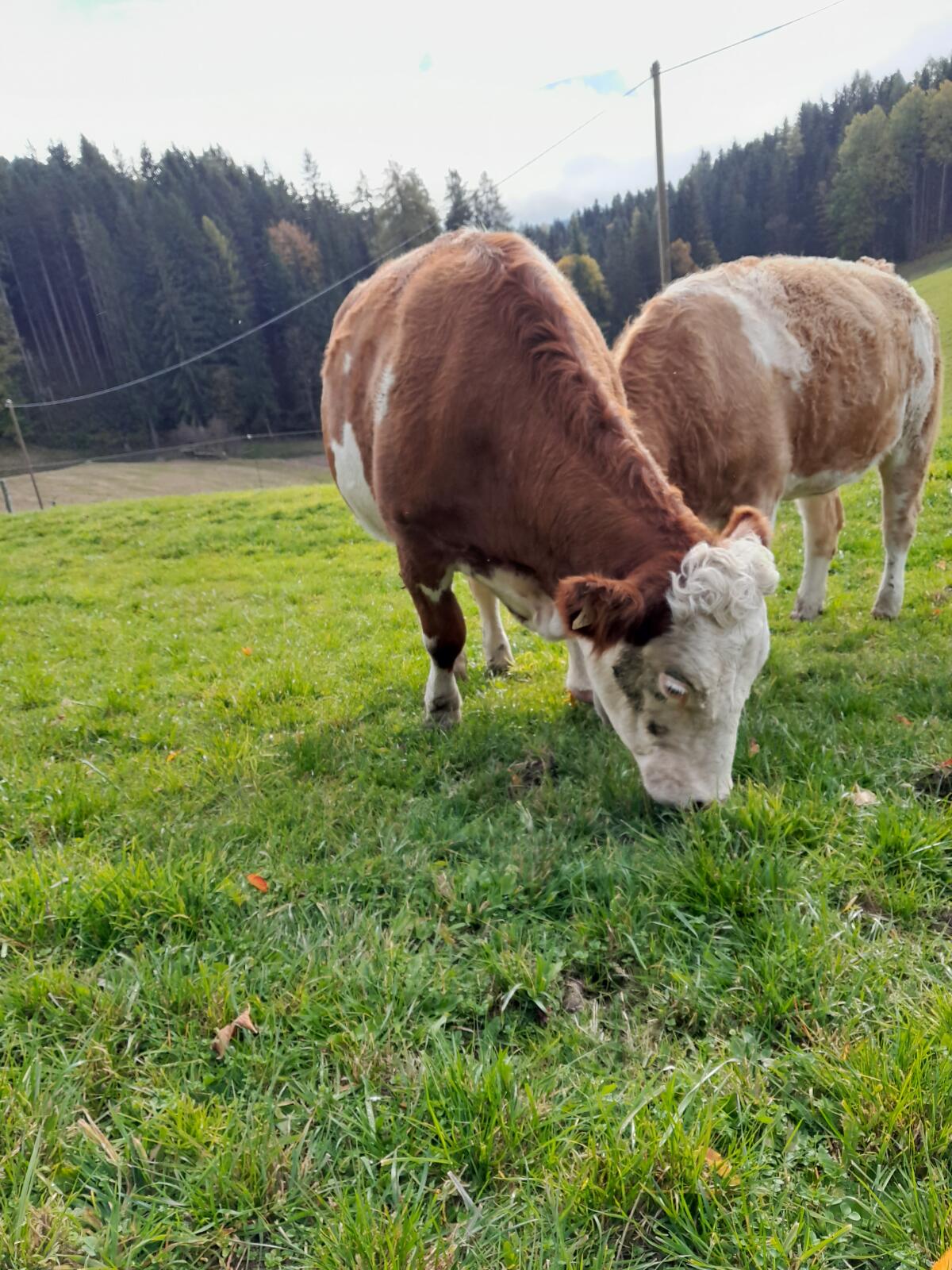 Verkaufe hochträchtige Fleckviehkalbin 2