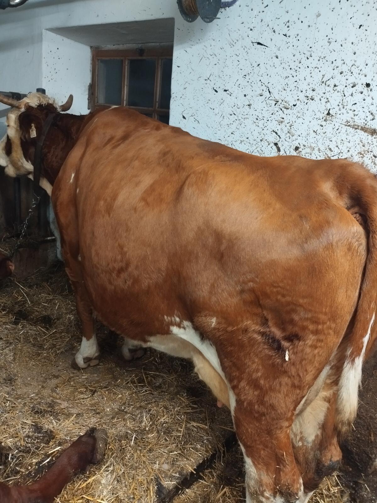 Ältere Frischmelk-Kuh 3