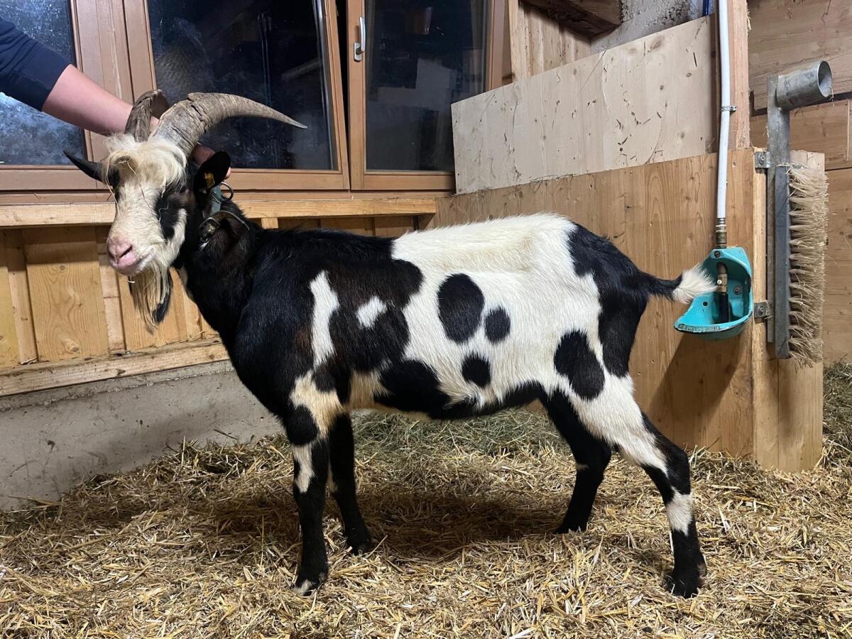 Tauernscheckenbock 1