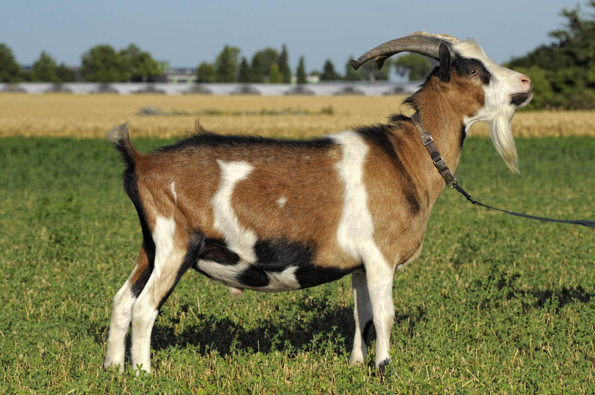 HB Steirische Scheckenziege Zuchtbock 2