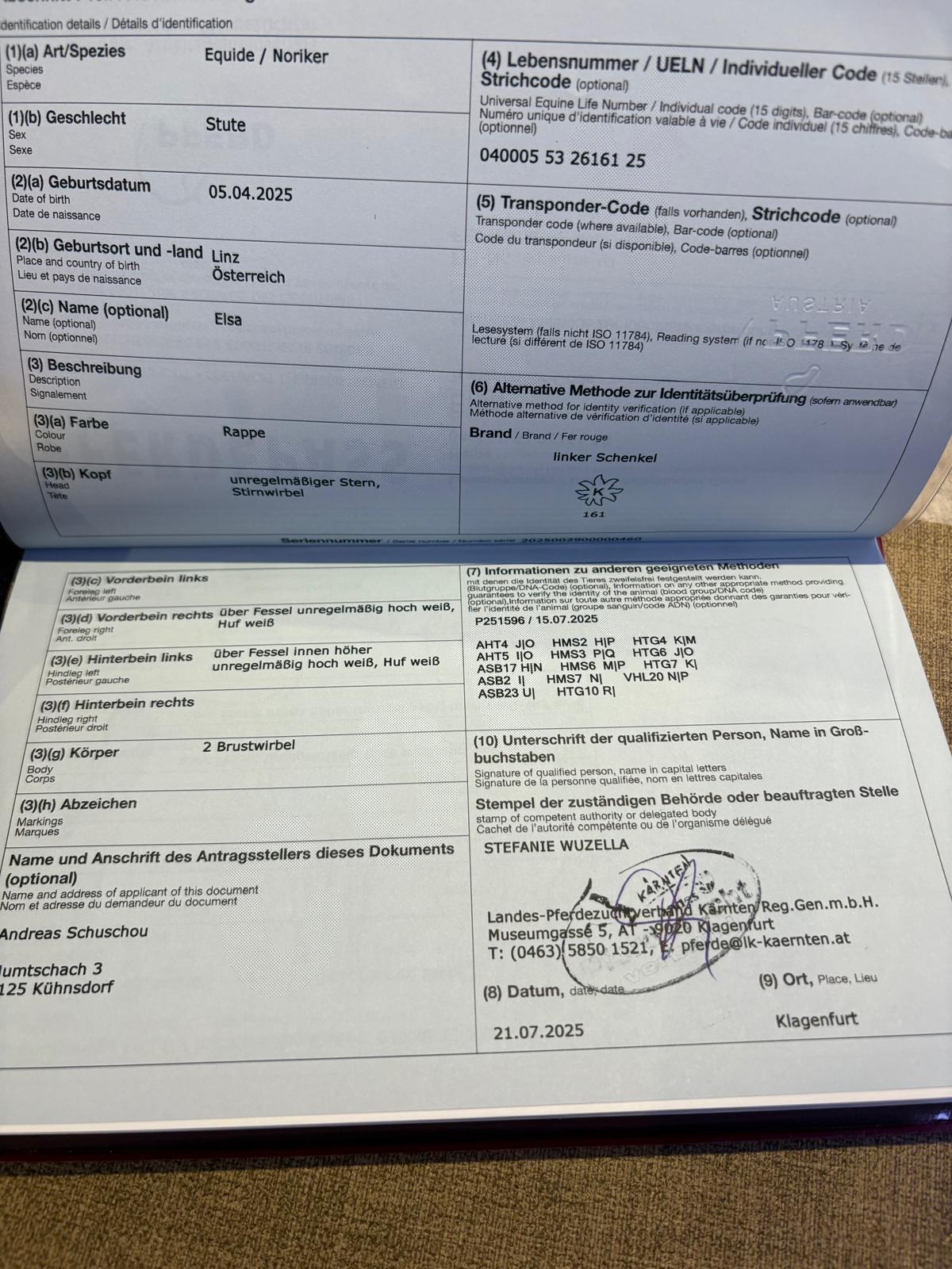 Noriker-Stutenfohlen 2