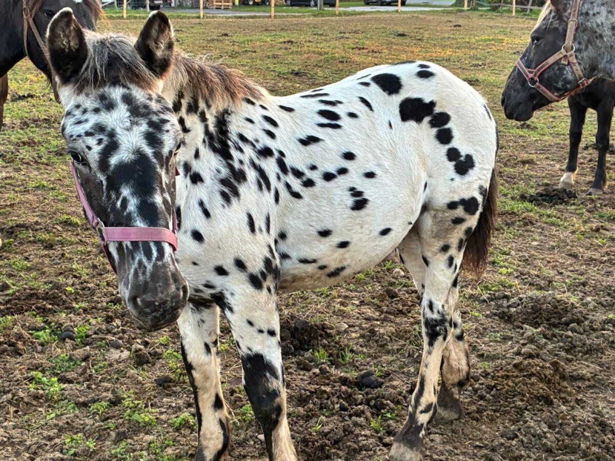 Noriker-Hengstfohlen zu verkaufen 3