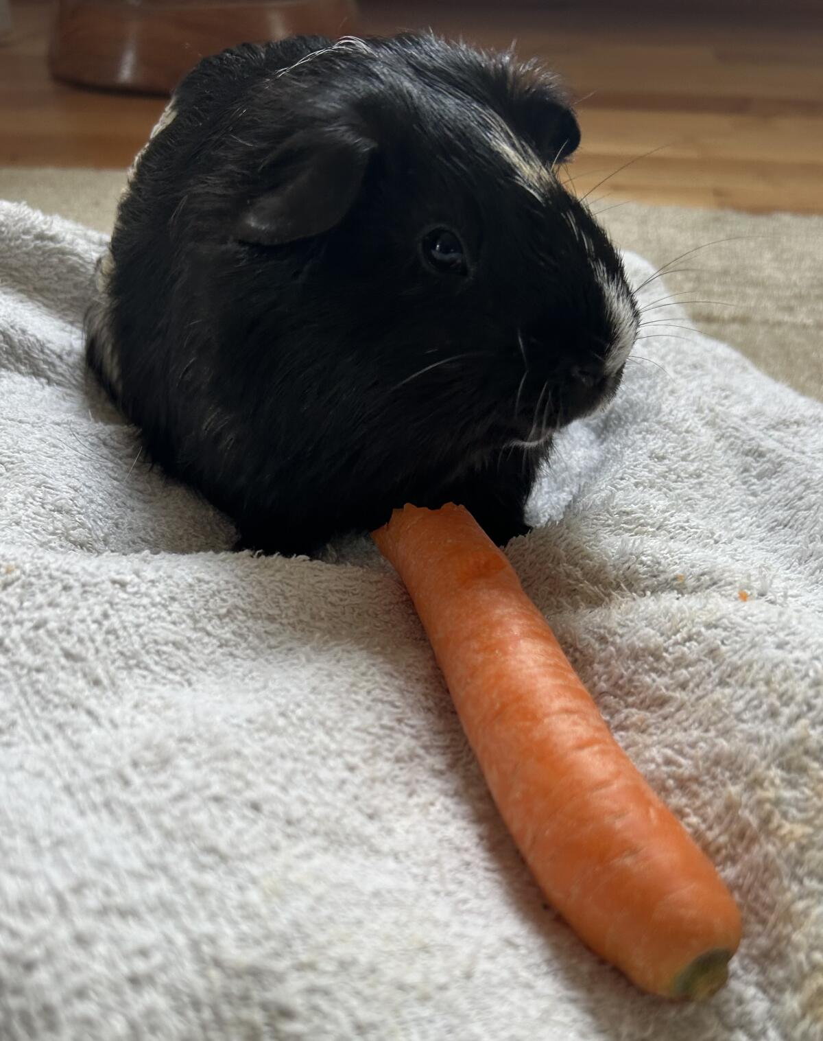 Meerschweinchen Langhaarmix 3