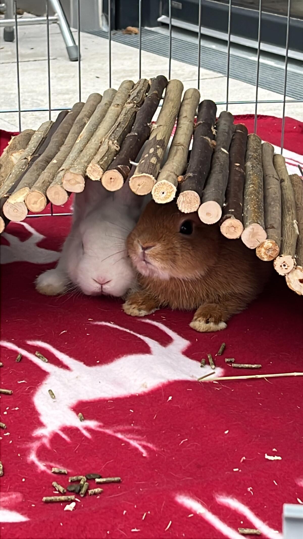 Zwergkaninchen männlich kastriert 3