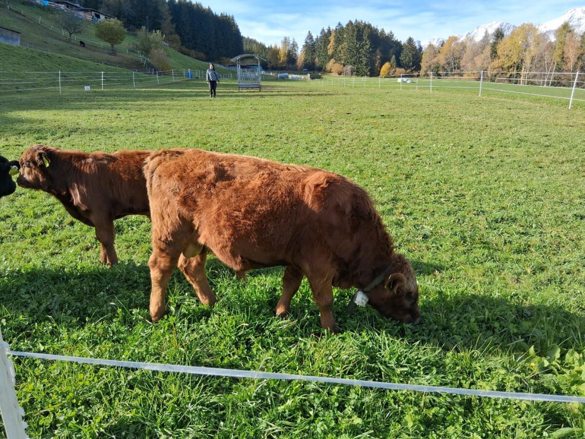 Dexterstier mit Herdbuch 2