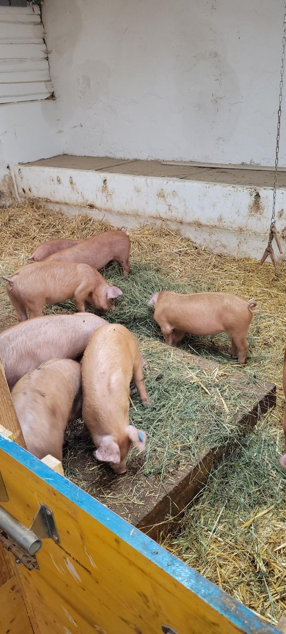 Ferkel Duroc x Pit 3