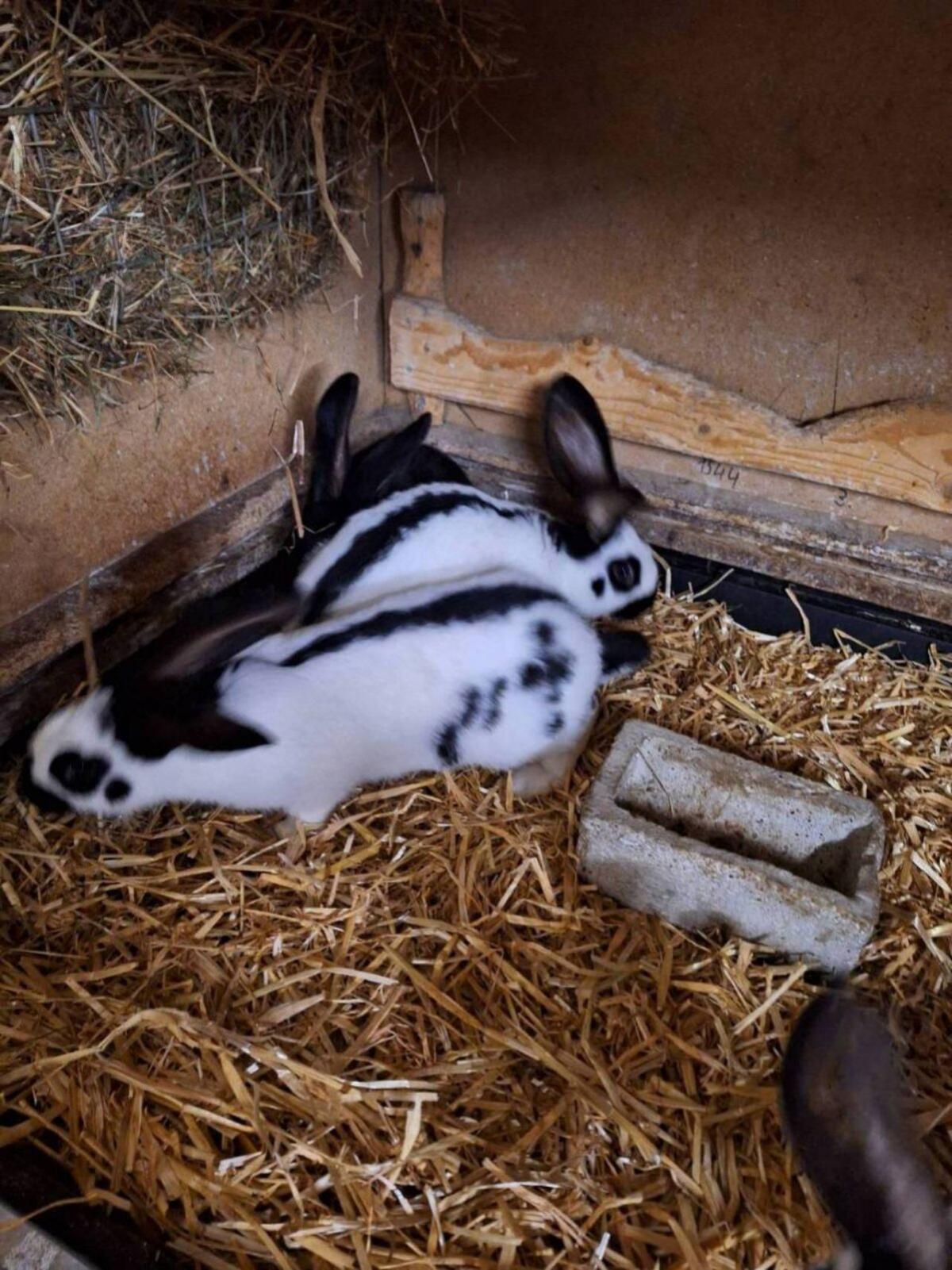 Deutsche Riesenschecken 3