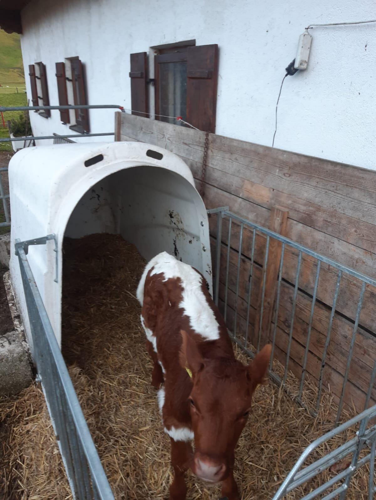 Bio Pinzgauer Kalb weiblich 1