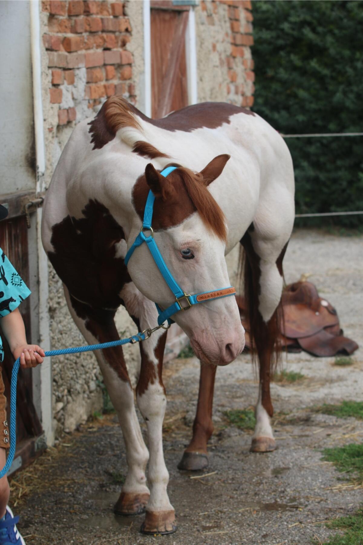American Paint Horse Deckhengst - gekört APHA/AQHA/ZSSE 2