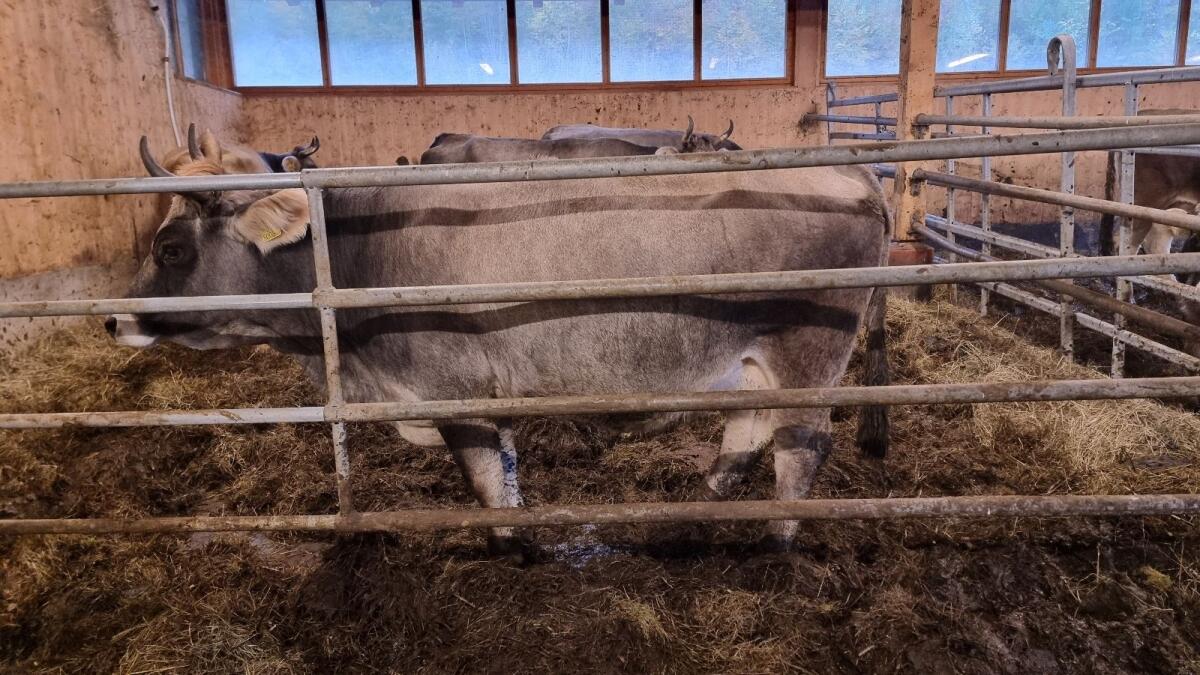 Bio Tiroler Grauviehkuh 1