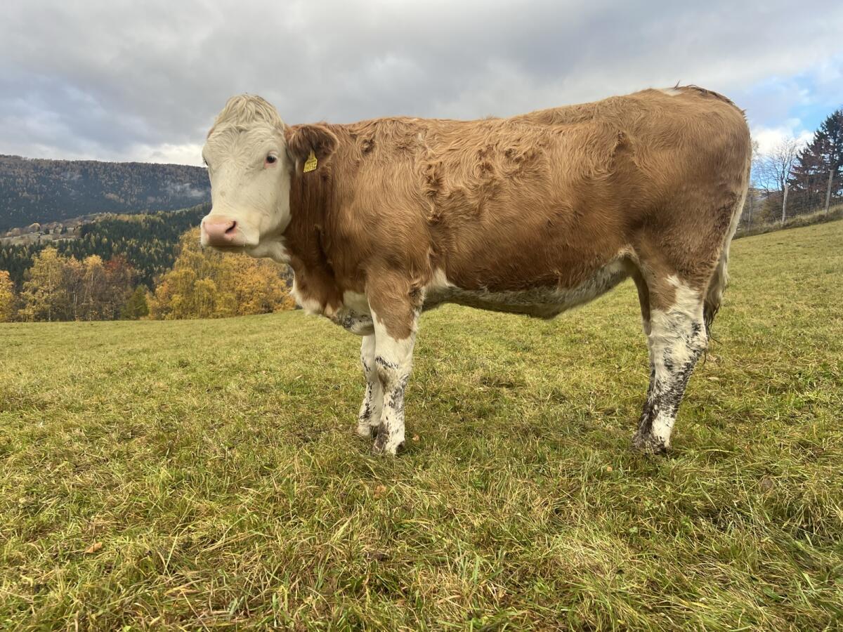 Zuchtkalbinnen, Kalbinnen, Fleckvieh 1