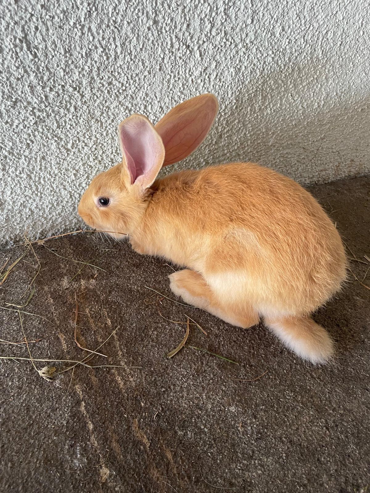 Gelbe Deutsche Riesen Junge 2