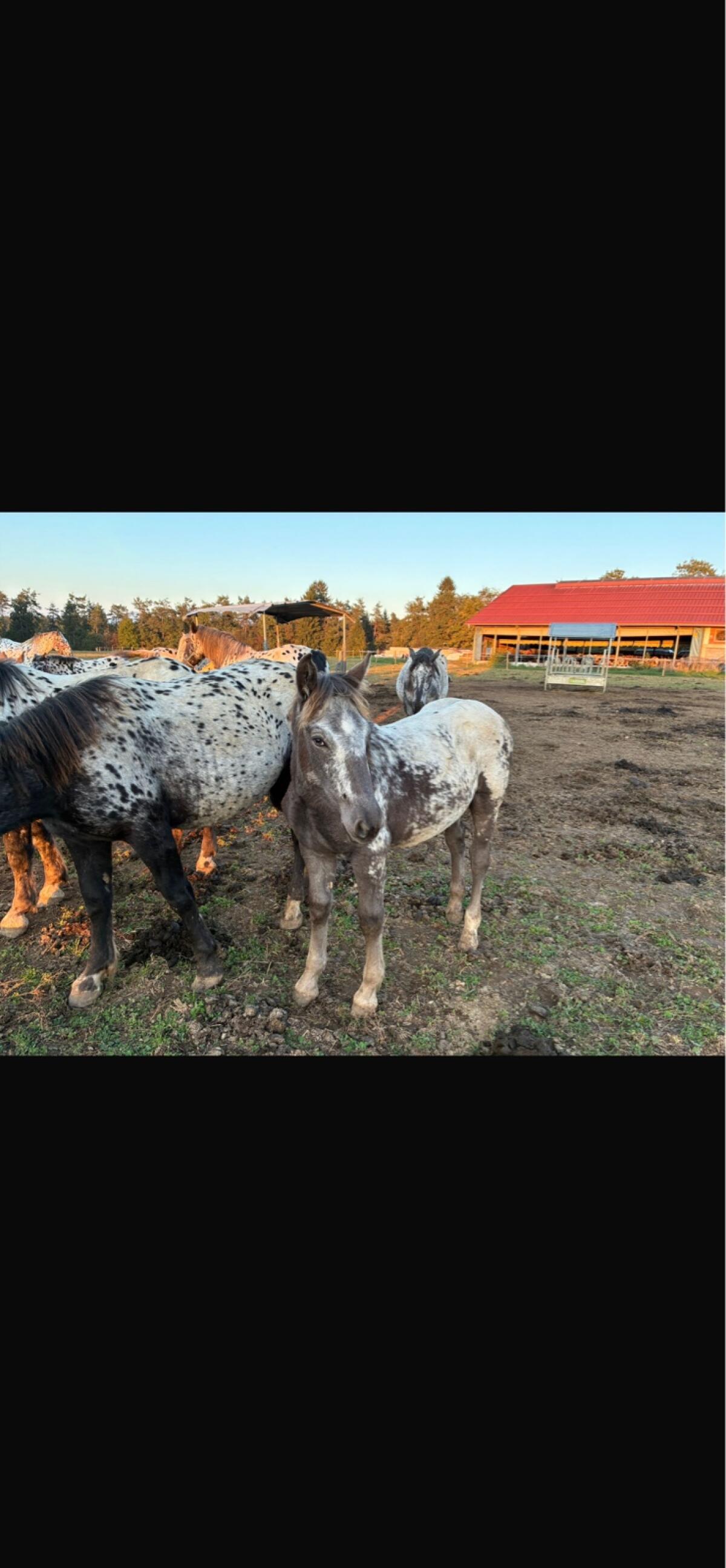 Verkaufe Noriker-Stutenfohlen 2