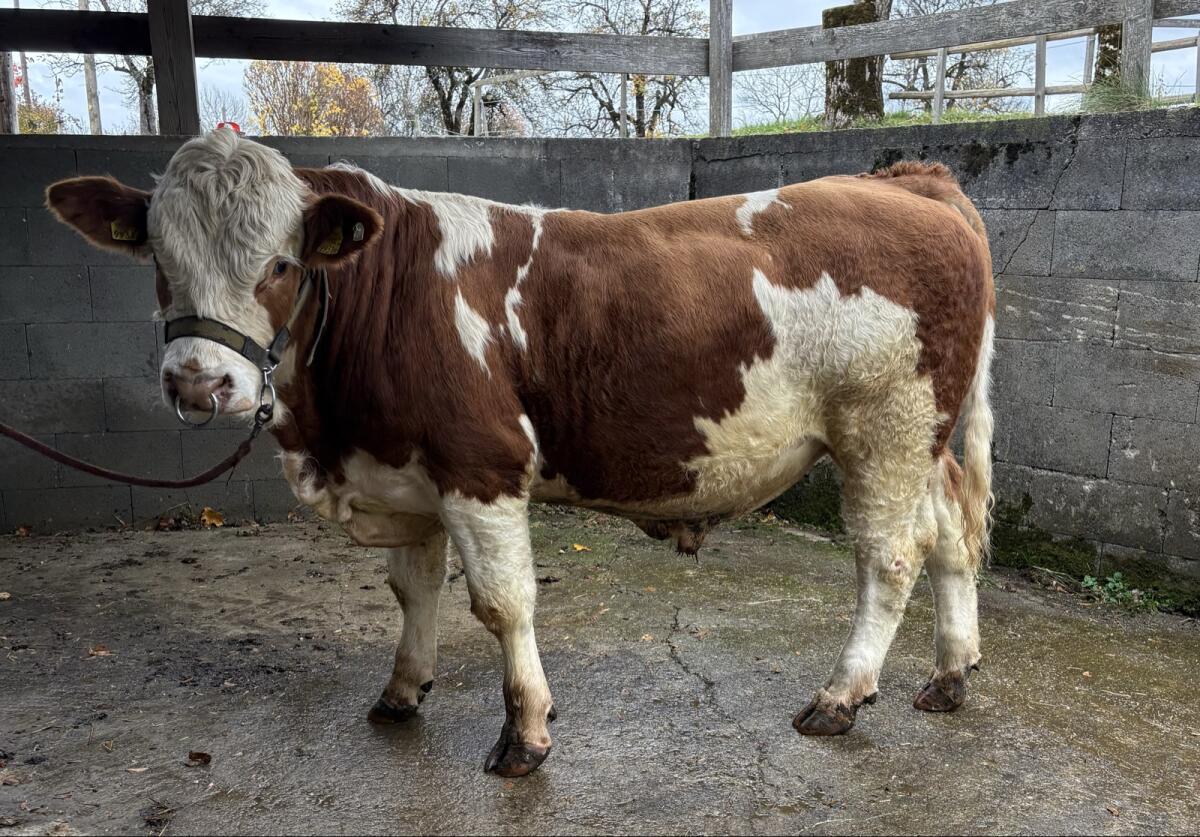 Fleckvieh Fleisch Zuchtstiere 1