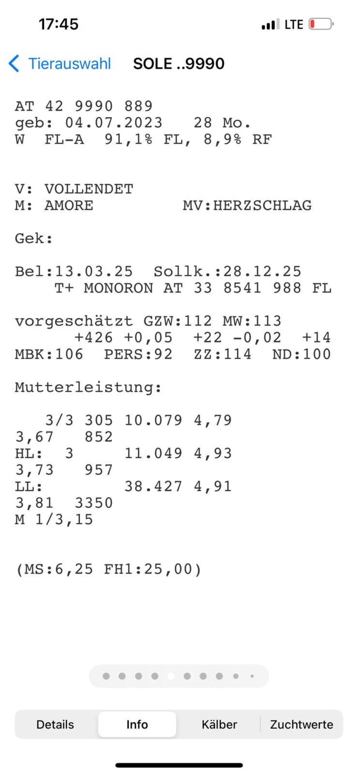 Trächtige Fleckviehkalbinnen 1