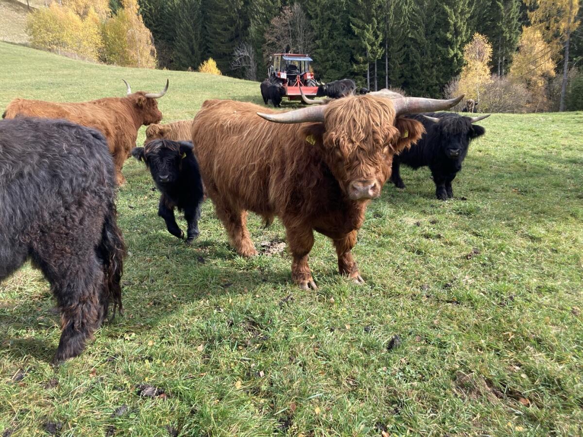 Kanadischer Hochlandrinderstier zu verkaufen 3