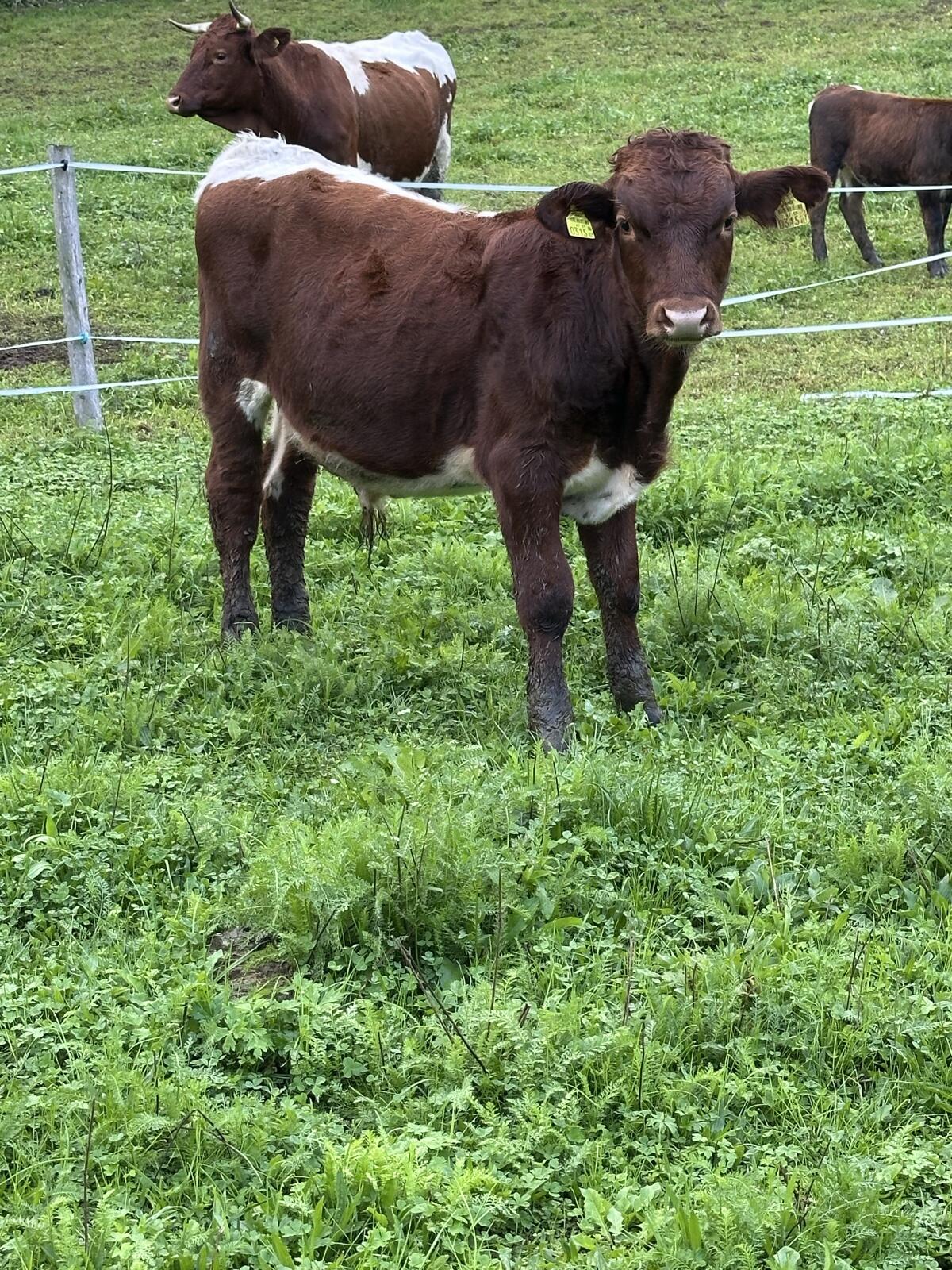 Pinzgauer-Einsteller 2