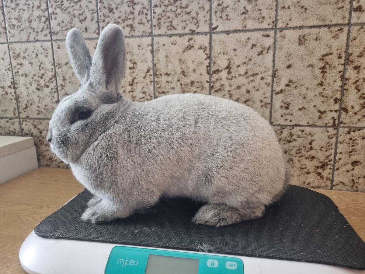 Helle Großsilber M/W 2