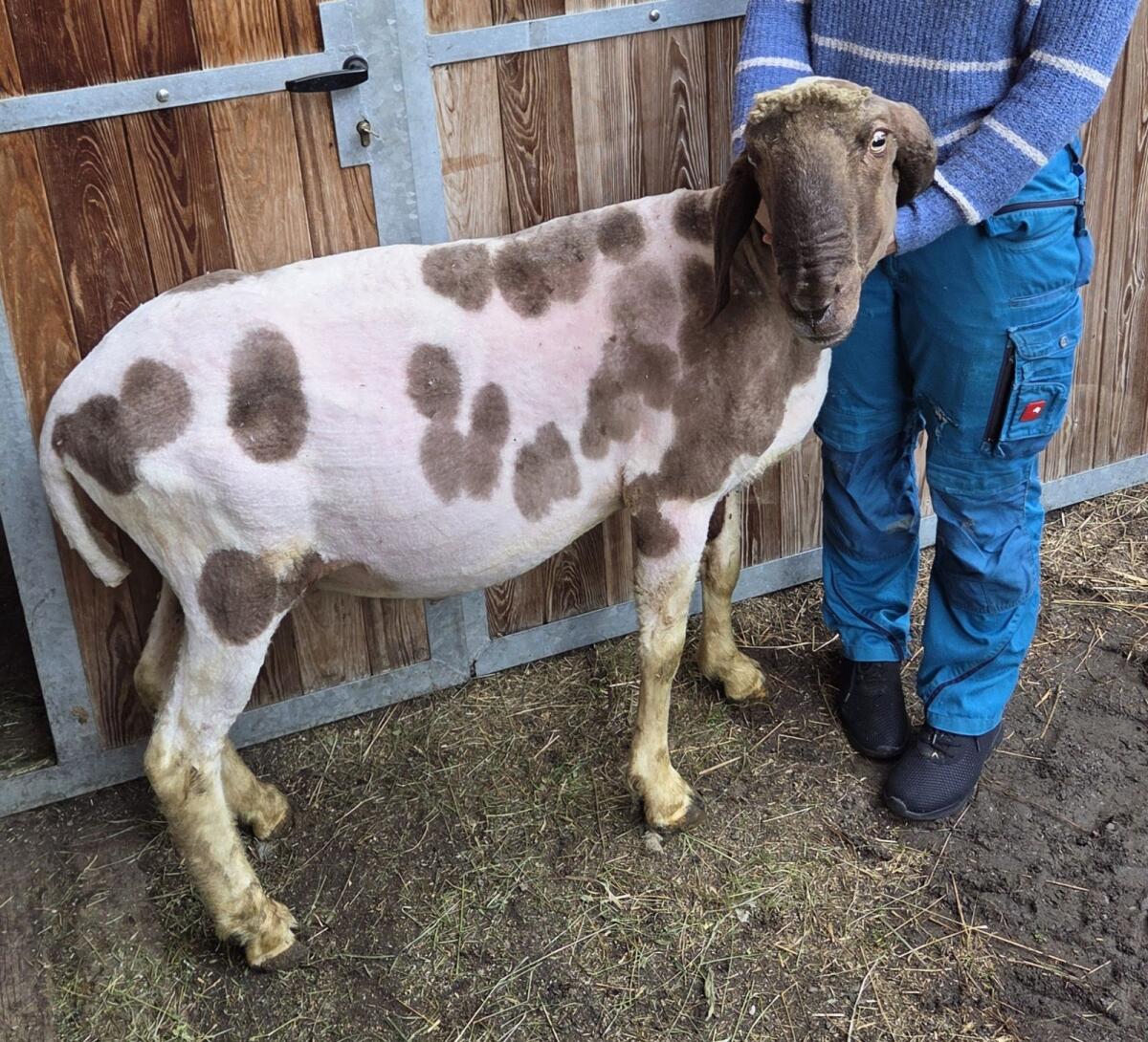 Kugelscheckenwidder 2