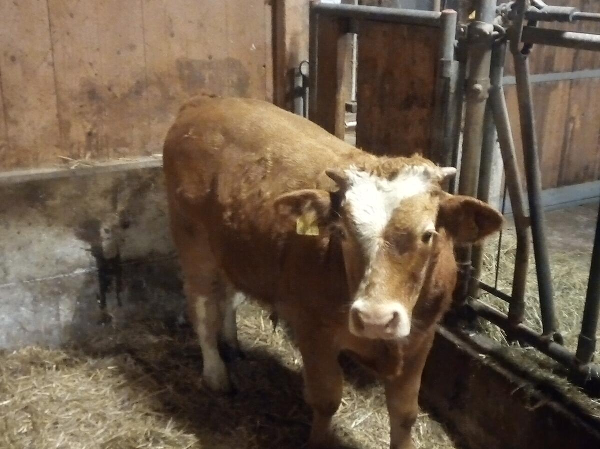 Einsteller männlich 2