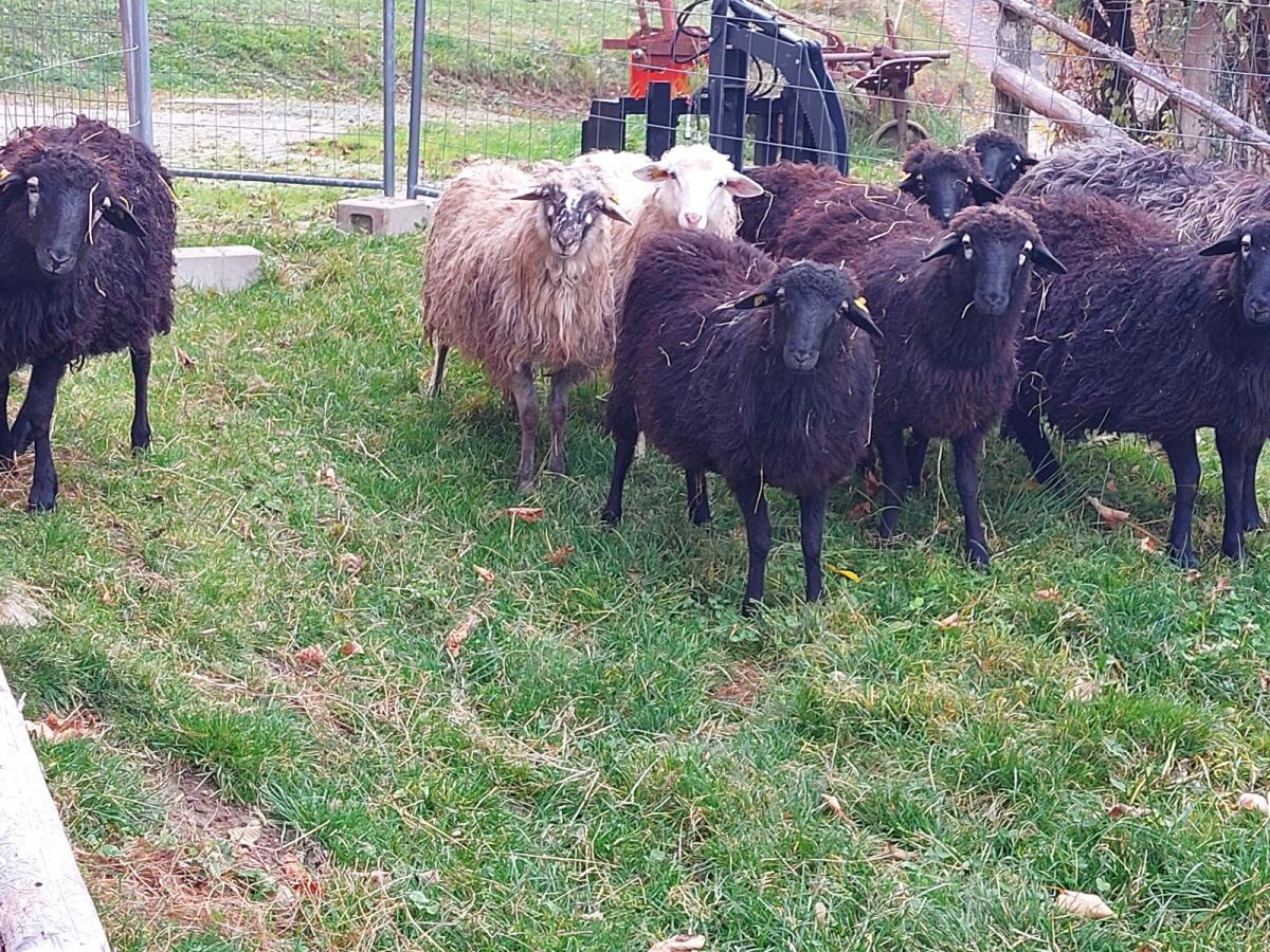 Krainer Steinschaf Bio-Lämmer männlich 7 Monate 1