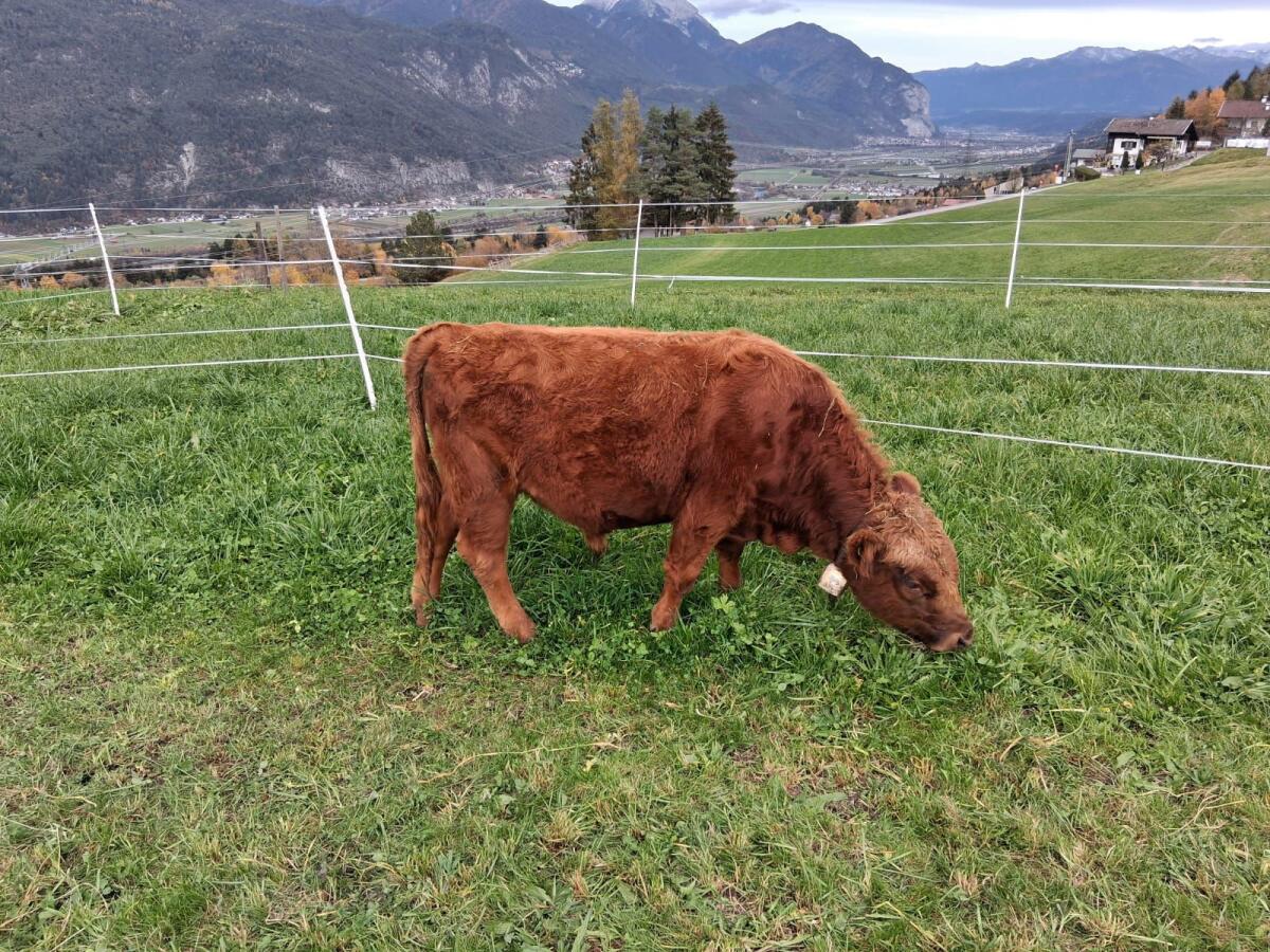 Dexterstier mit Herdbuch 1