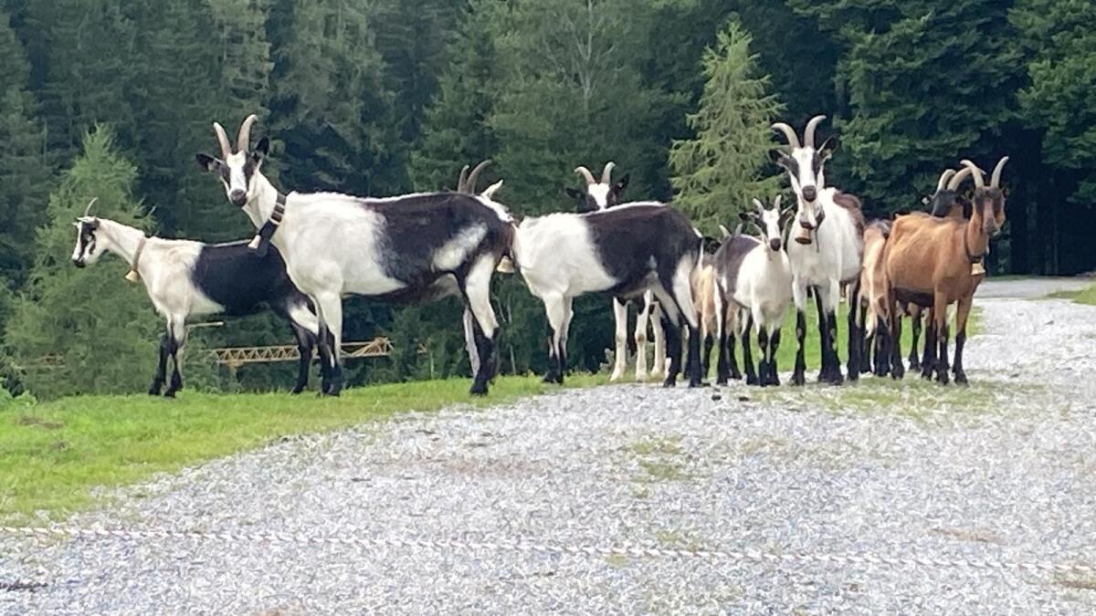 HB Pfauenziegen zu verkaufen 2