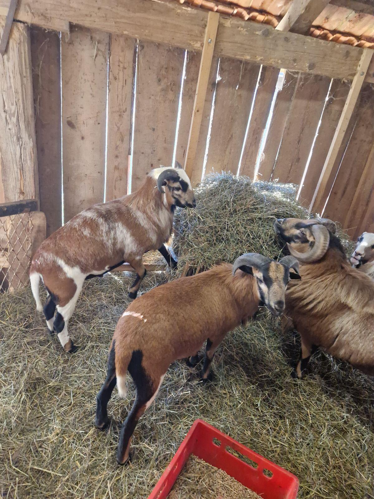 Kamerunböcke sehr zutraulich 3