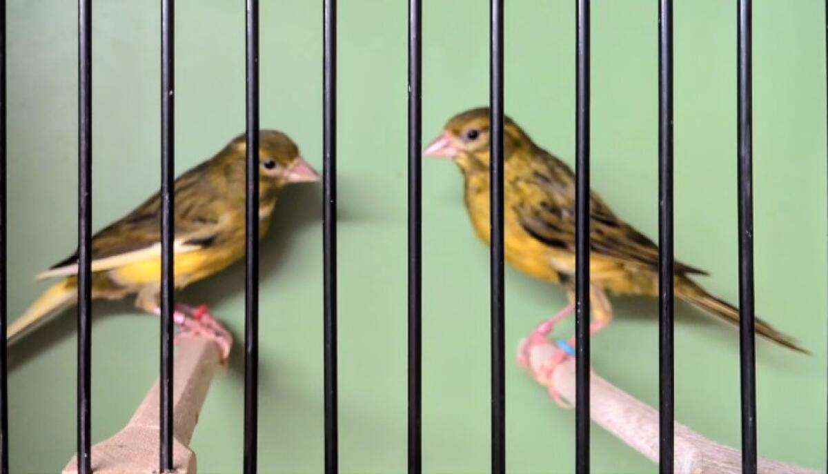 Kanarienvögel Raza Espanola 2