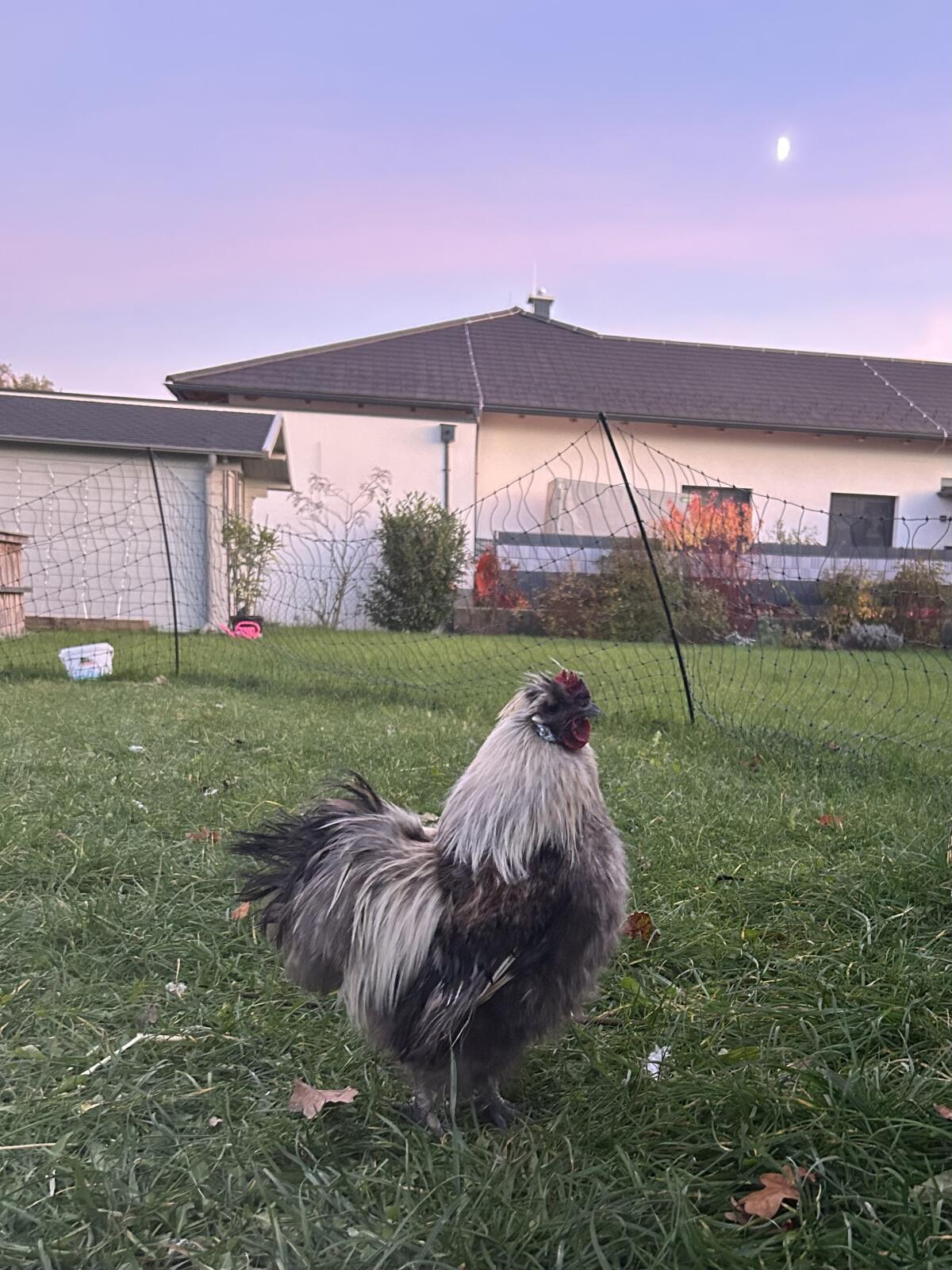 Zwergseidenhähne abzugeben 1