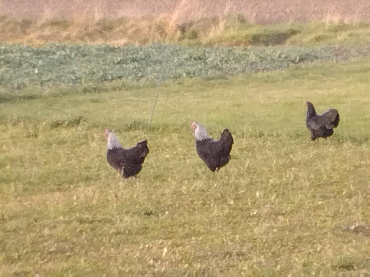 Australorps, Niederrheiner und Pommerngänse 3