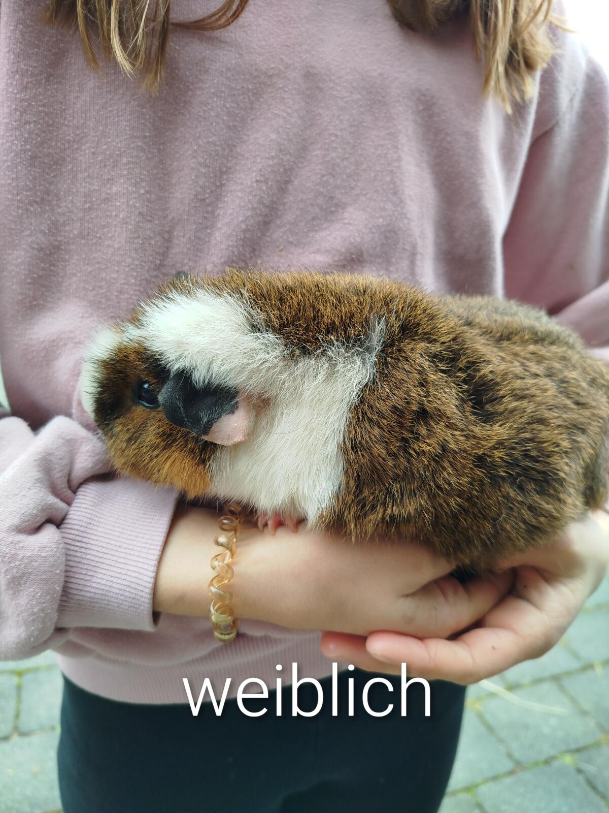 Zwergkaninchen und Meerschweinchen 3