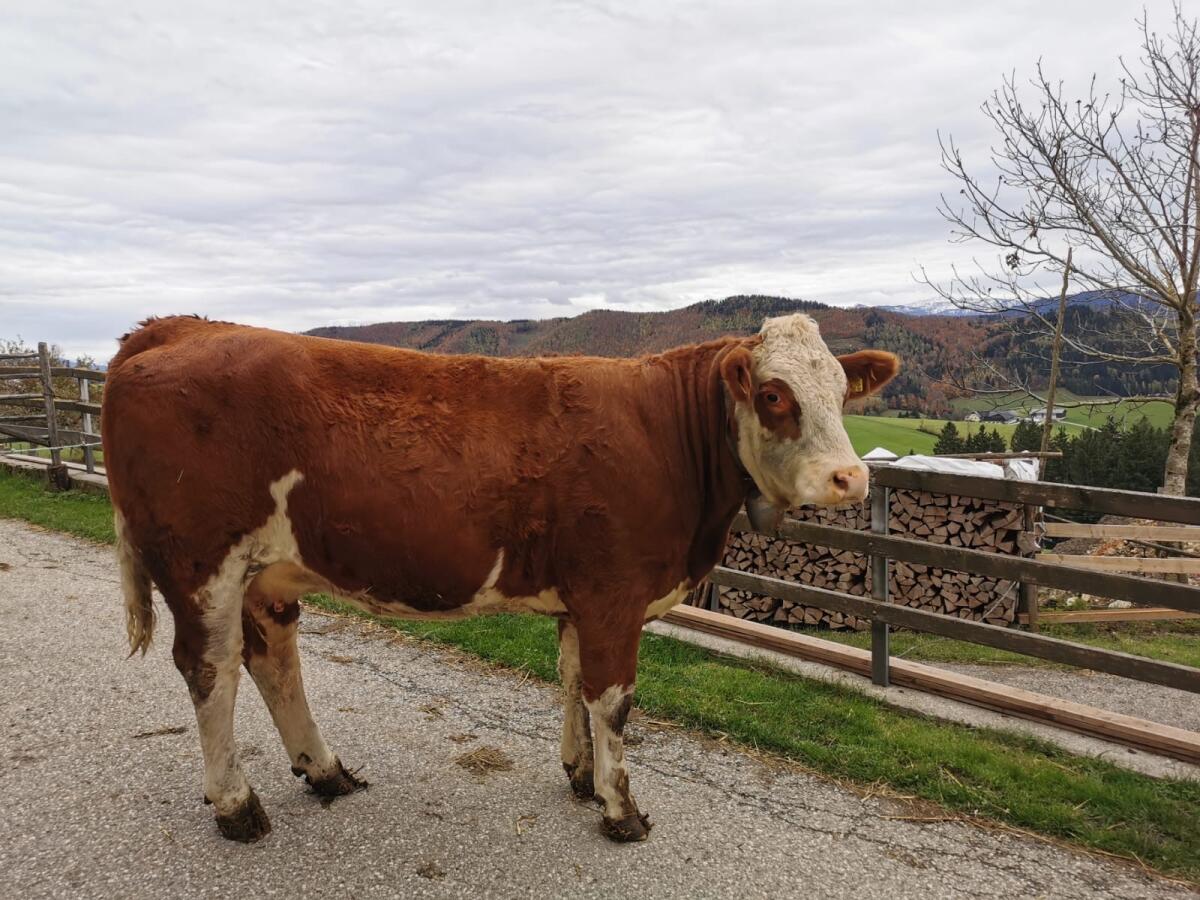 BIO Fleckvieh Kalbin trächtig 1