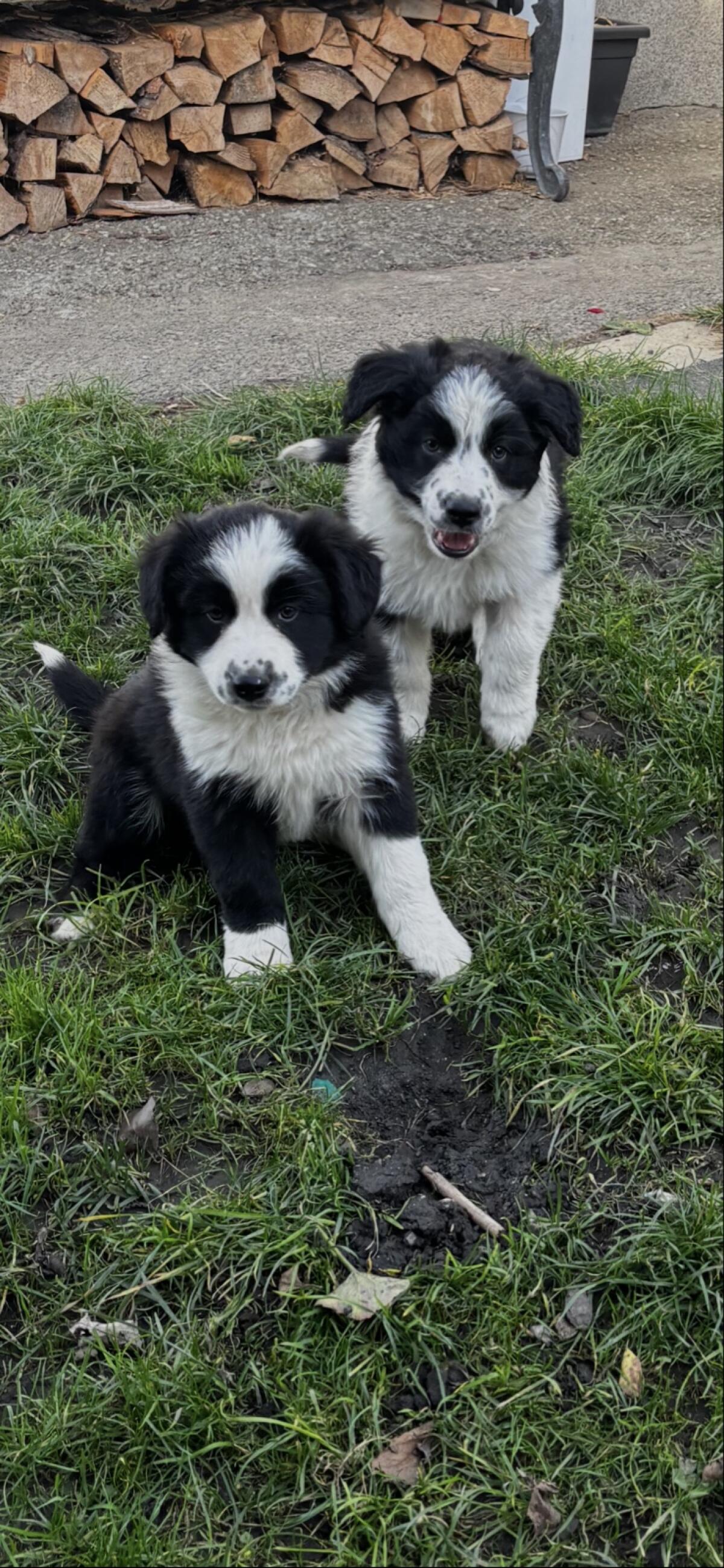 Border Collie Welpen 3