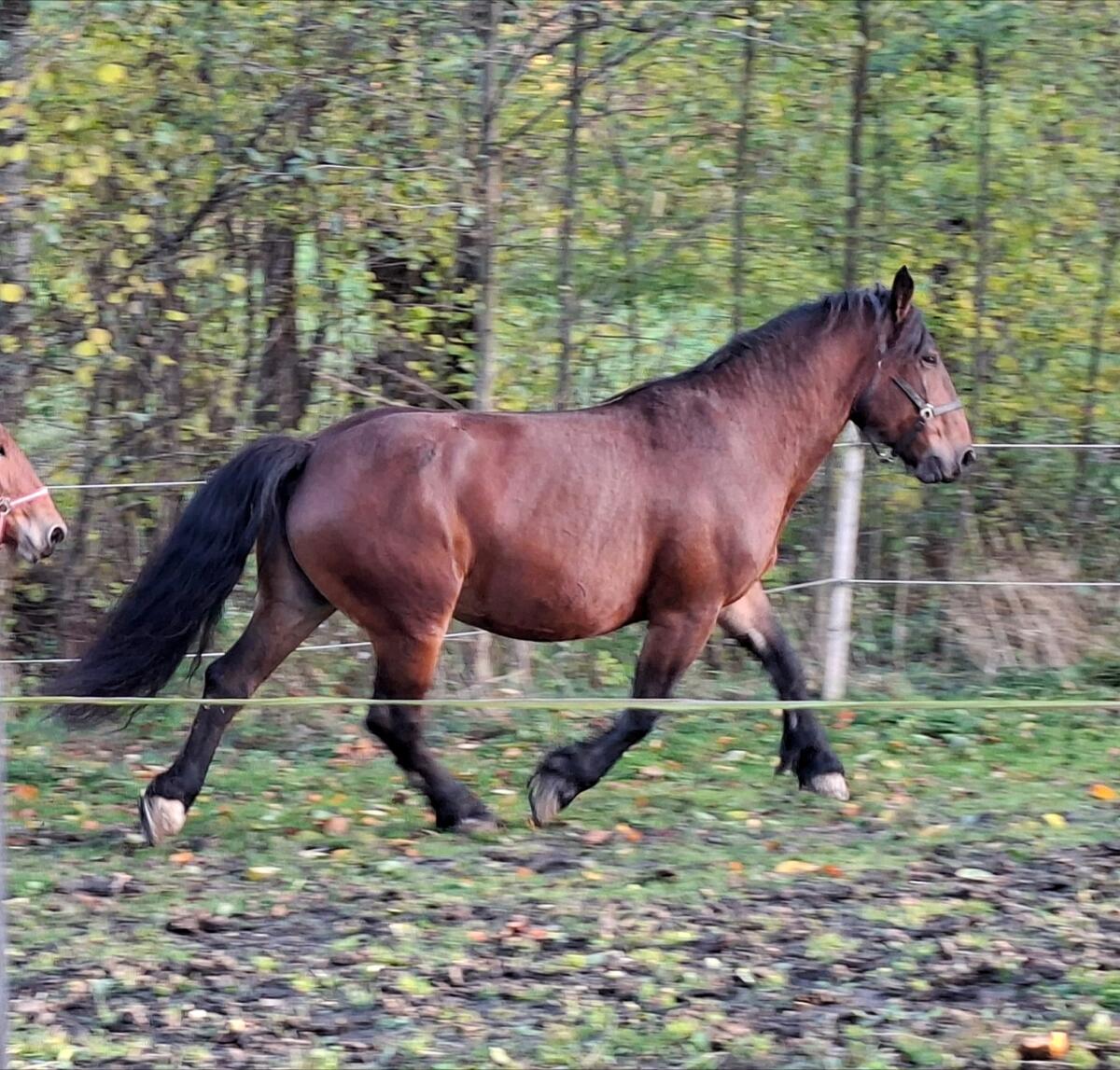 Verkaufe kastanienbraune Norikerstute 2