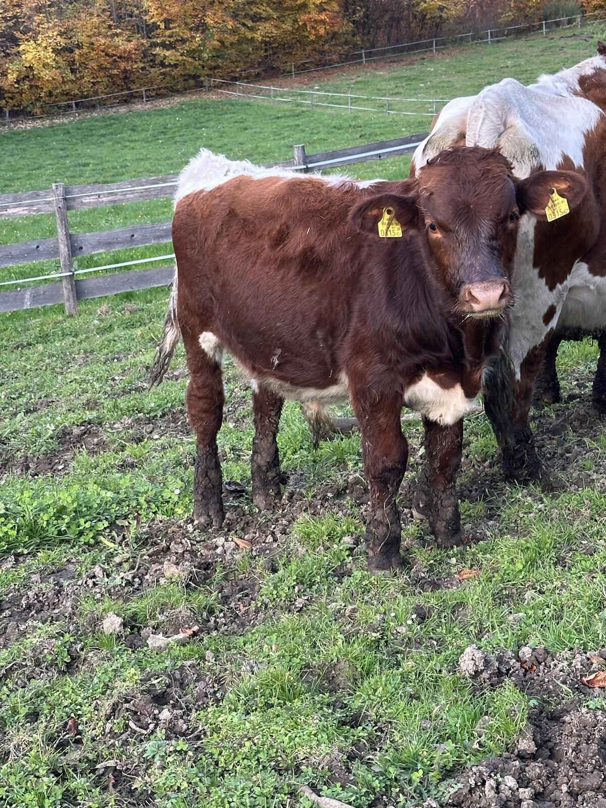 Pinzgauer-Einsteller 1