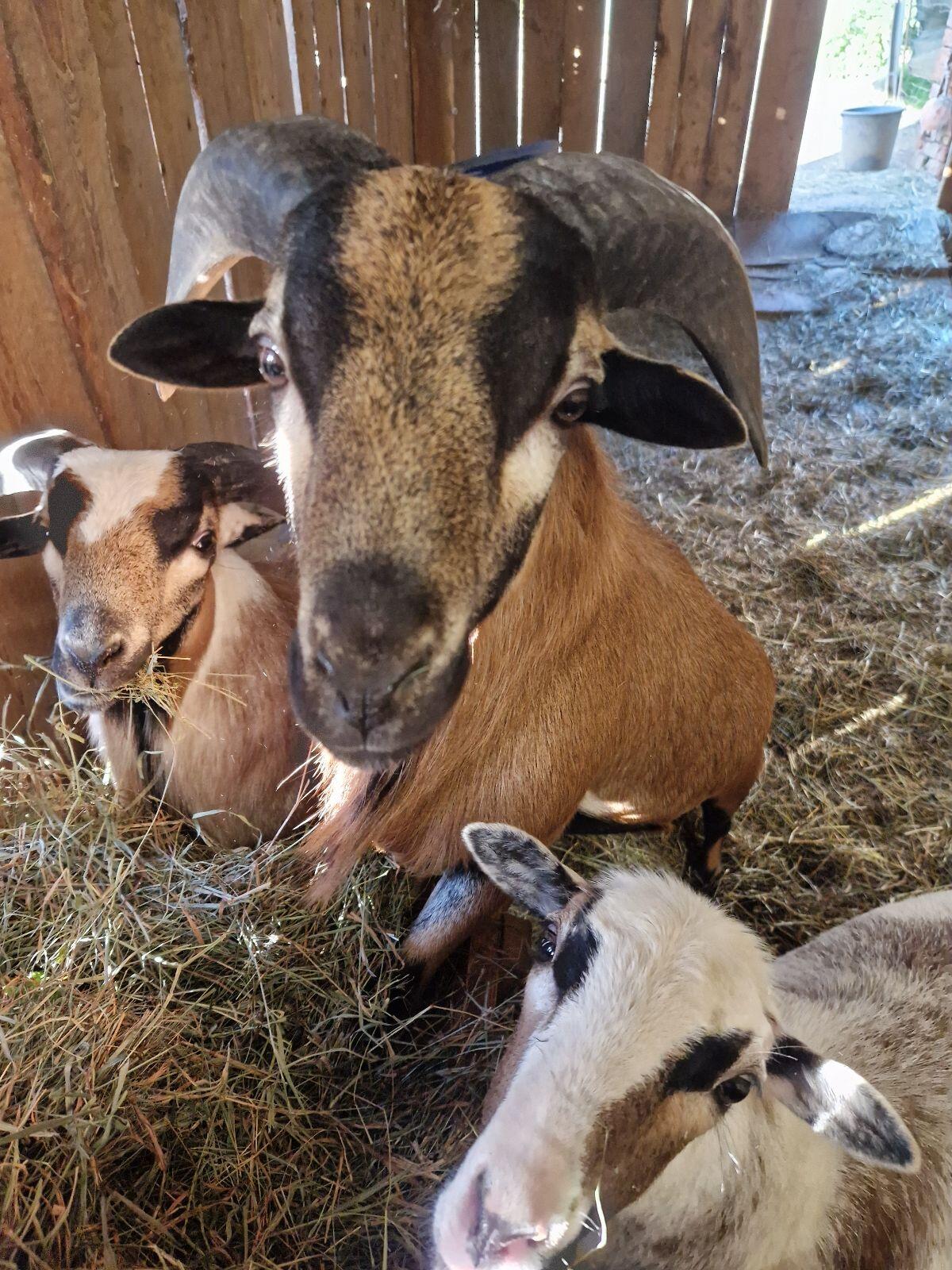 Kamerunböcke sehr zutraulich 1