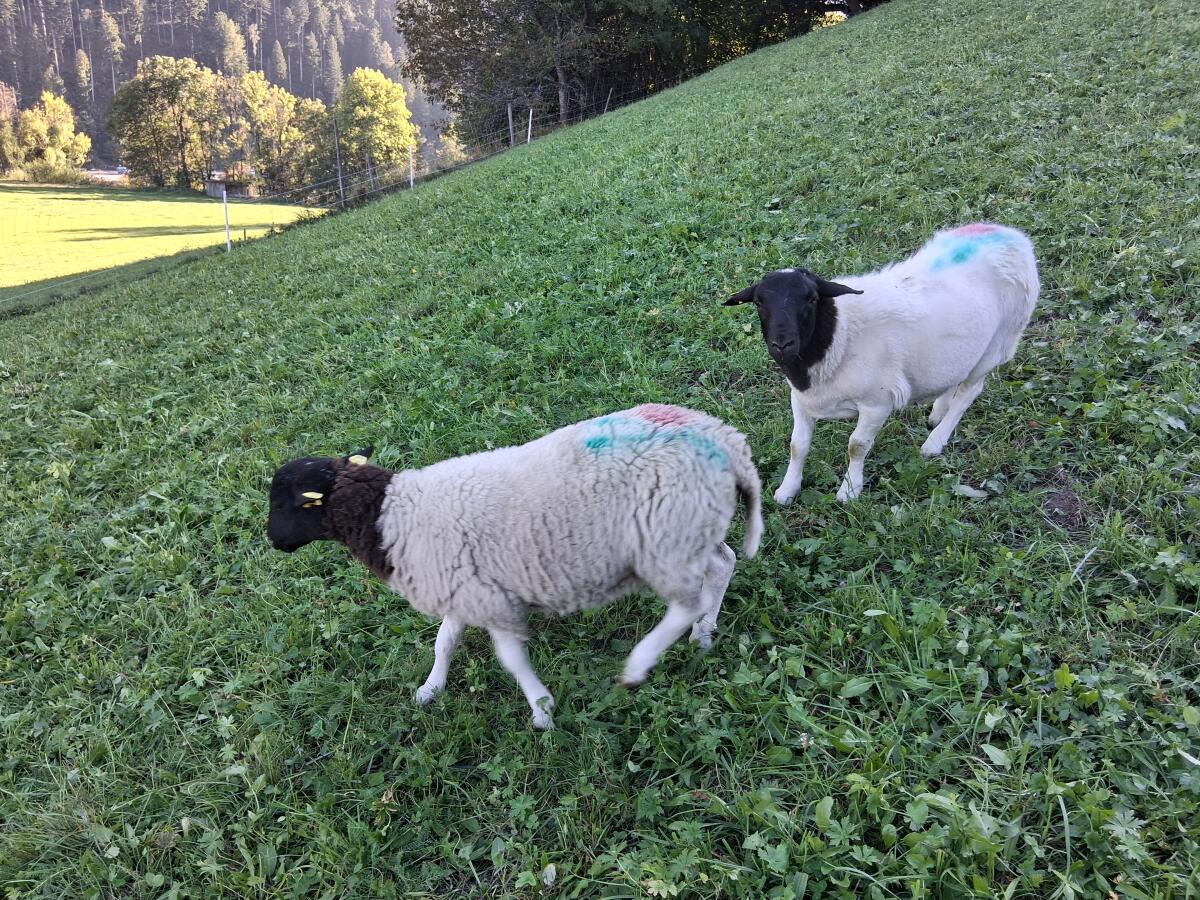 Dorperschafe zu verkaufen 3