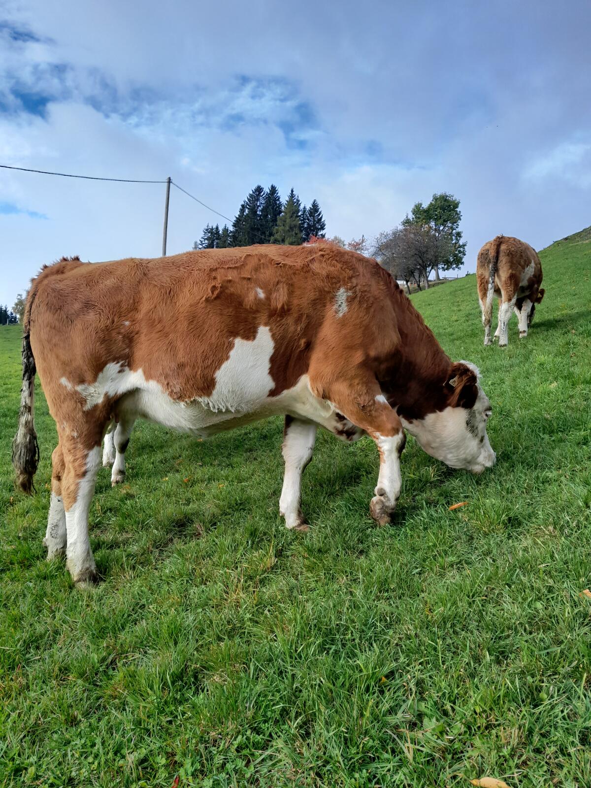 Verkaufe hochträchtige Fleckviehkalbin 1