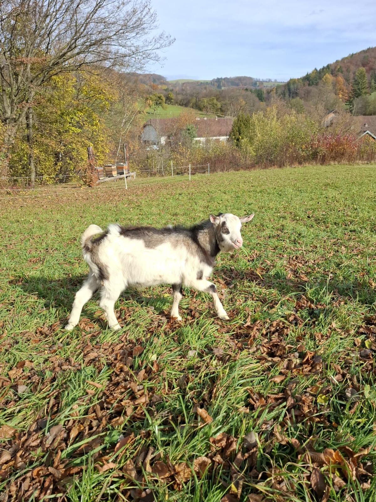 Junge Ziegenböcke 1