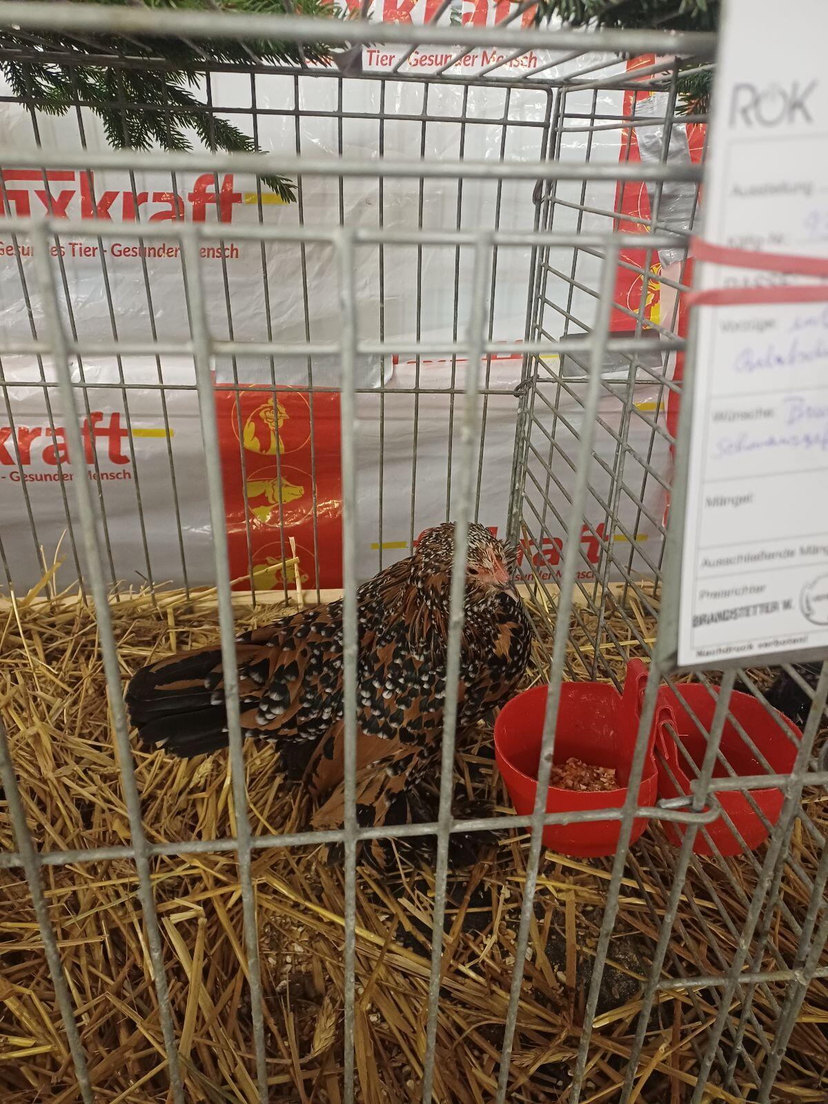 Federfüßige Zwerghühner 3